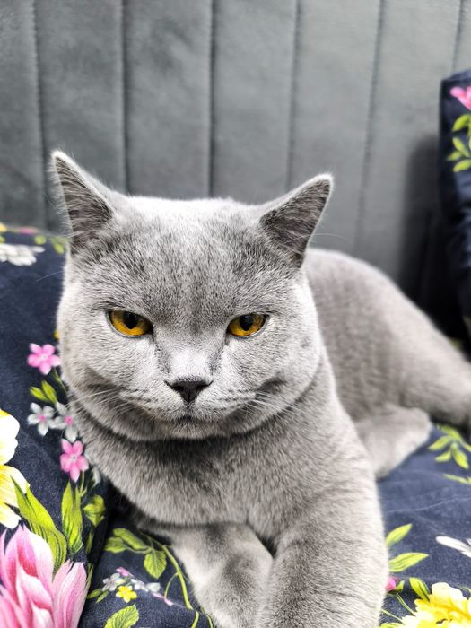 Британская коротко шерстяная