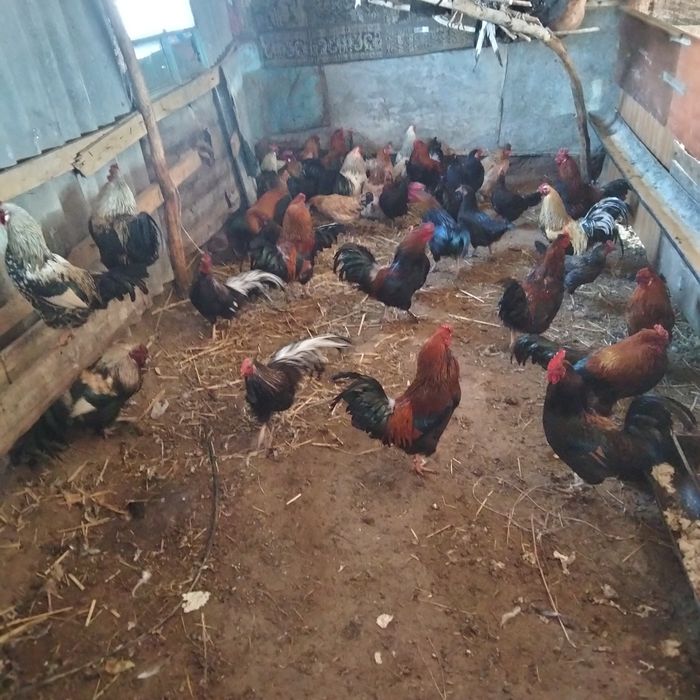 Қораз  4000  ден , семіз жемде тұр тек Қораз бар