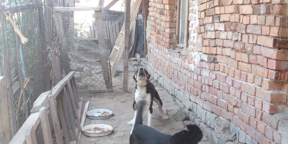 Куче тип мелес бяло черно