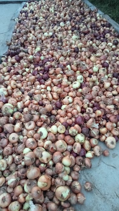 Ceapă galbenă și roșie românească selectată