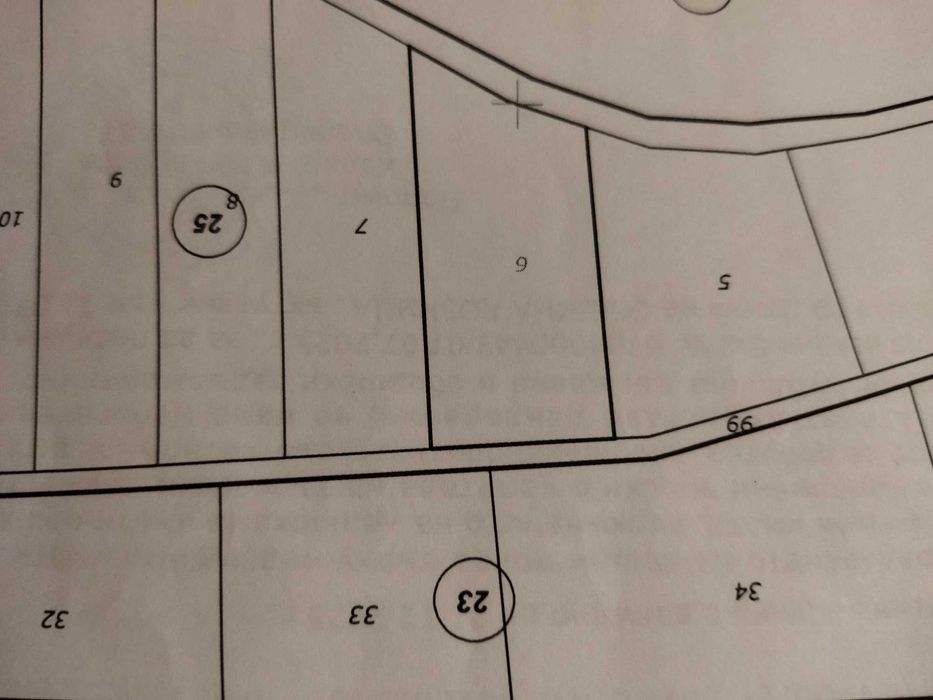 иглолистна борова гора