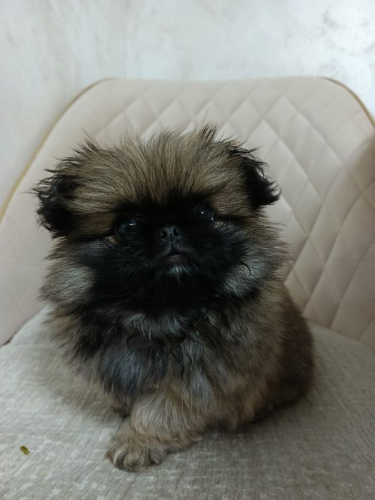 Vând catelusa Pechinez Imperial