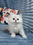British Longhair Black Silver Shaded