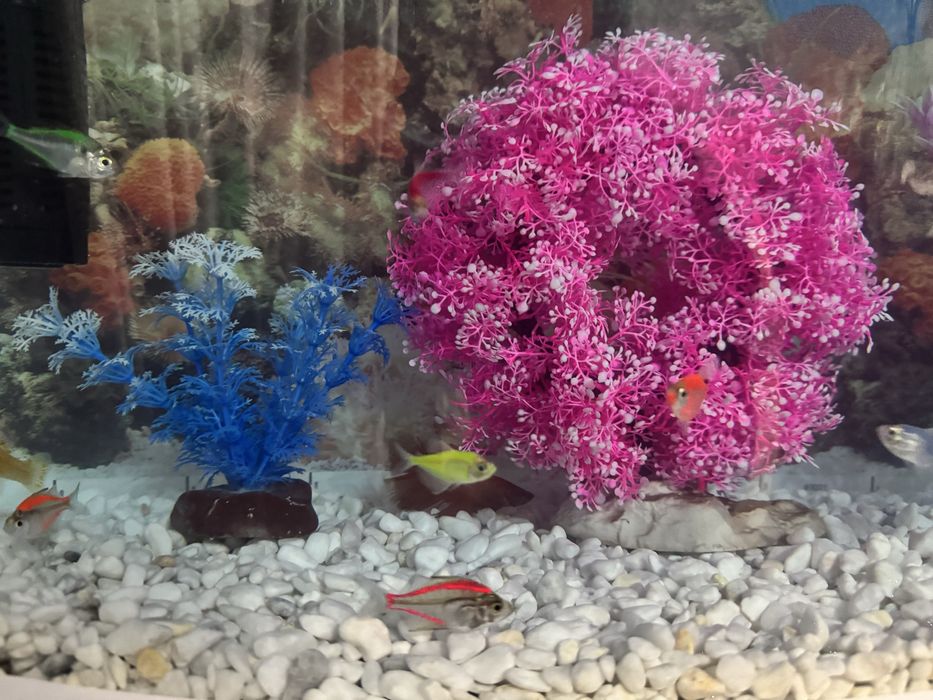 Akvarum va baliqlar kamplekt