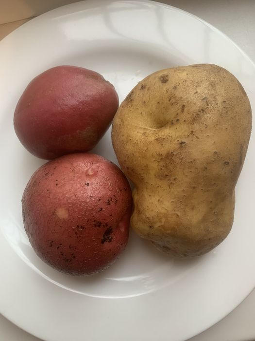 Настоящий домашний картофель