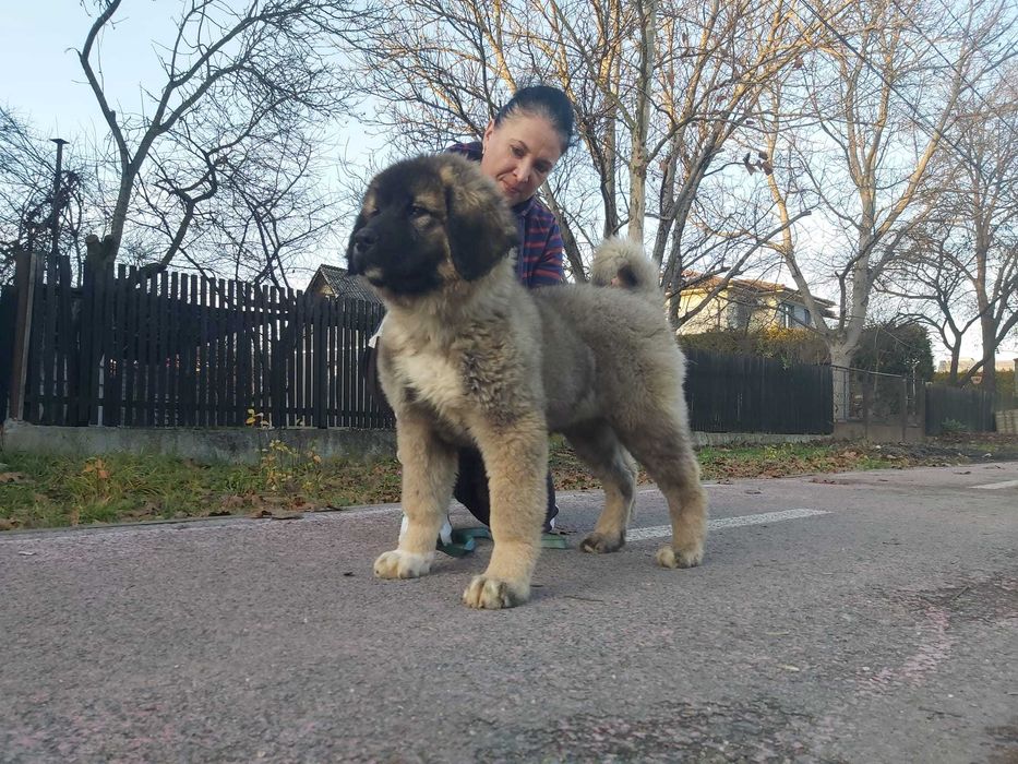 Femela ciobanesc caucazian cu pedigree