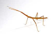 Insecta bat/Stick Insect