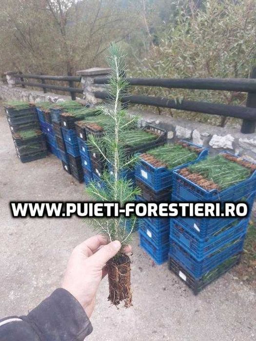 Puieti containerizati molid (Picea abies) apti de plantat