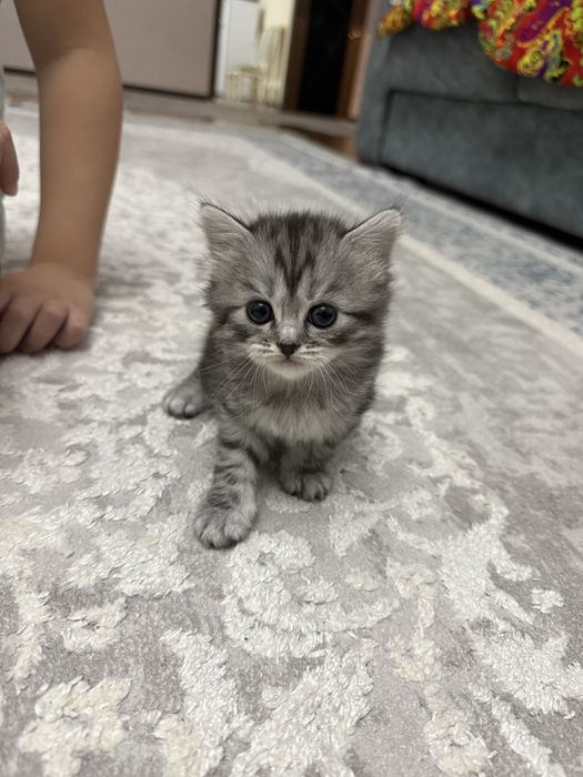 Продаются прямоухие шотландские котята