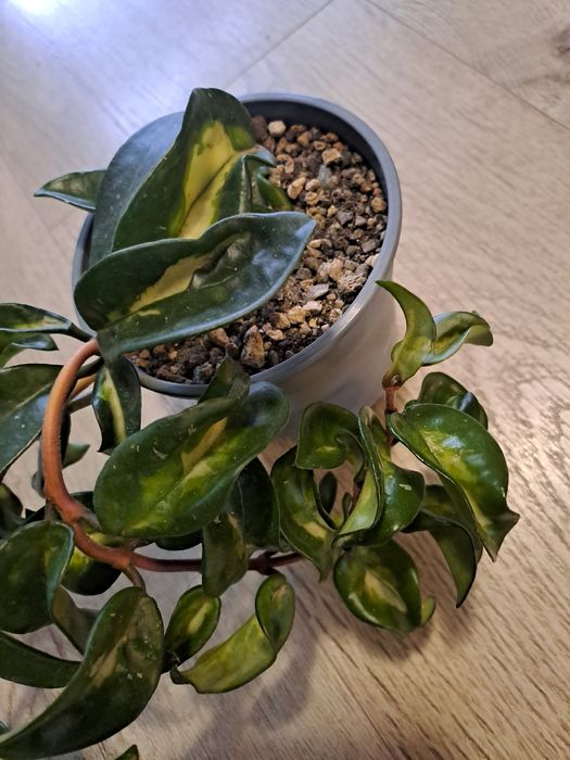 Hoya carnosa Krimson Princess