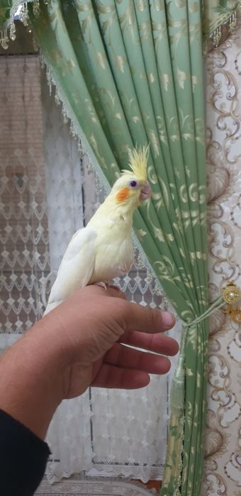 Papugay karelo 2 oylik tuchnoy