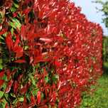 Photinia plante ornamentale