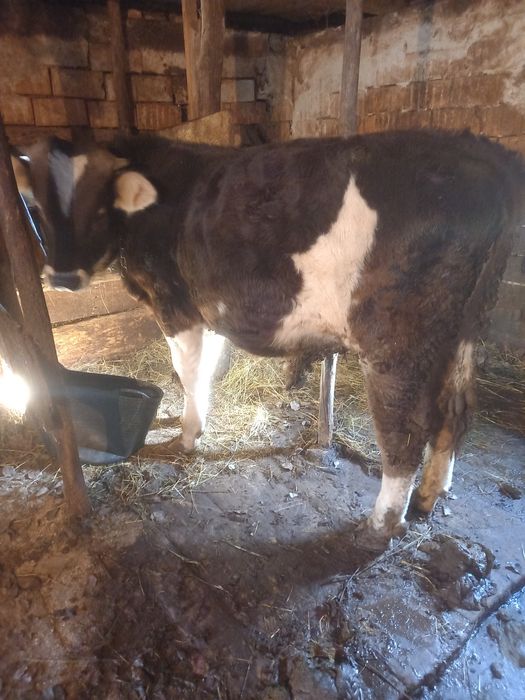 Taur de vanzare 1 an