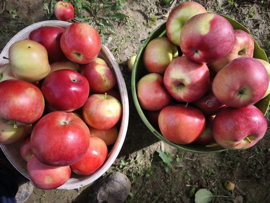 Mere coapte,bune de ronțăit
