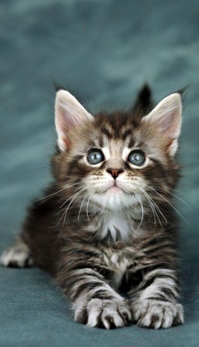 Norvegian de pădure