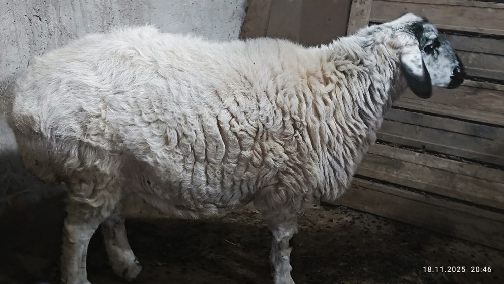 Продам овцу. Казок куй сотаман