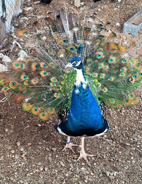 Mascul paun umăr negru purtător de ochi alb  !