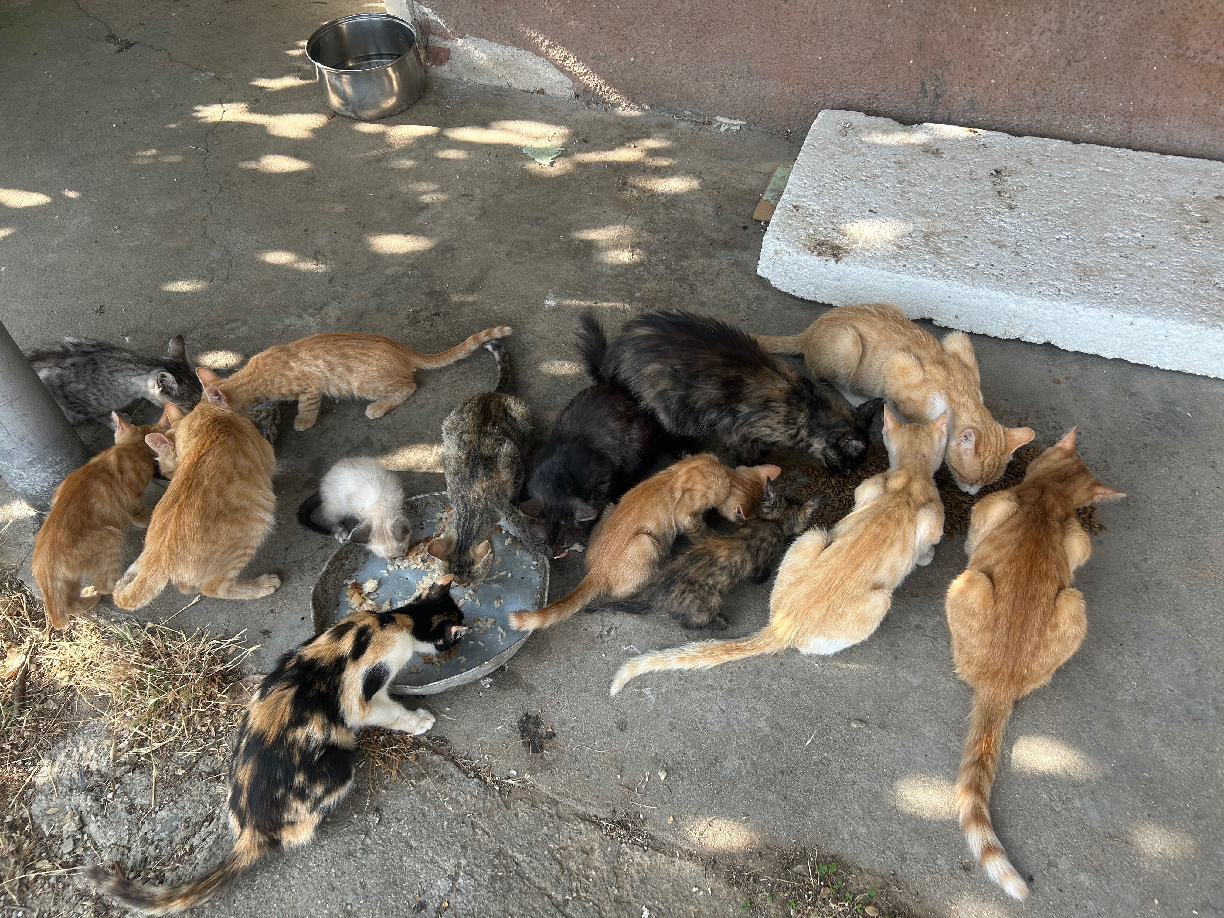 Многоцветни Сладки котенца
