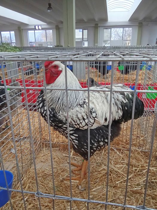 Cocosi Wyandotte Argintiu