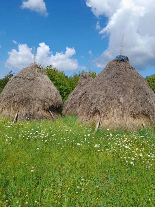 3 clai fan de gradina de anul trecut...
