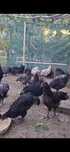 Pui Australorp 3 luni
