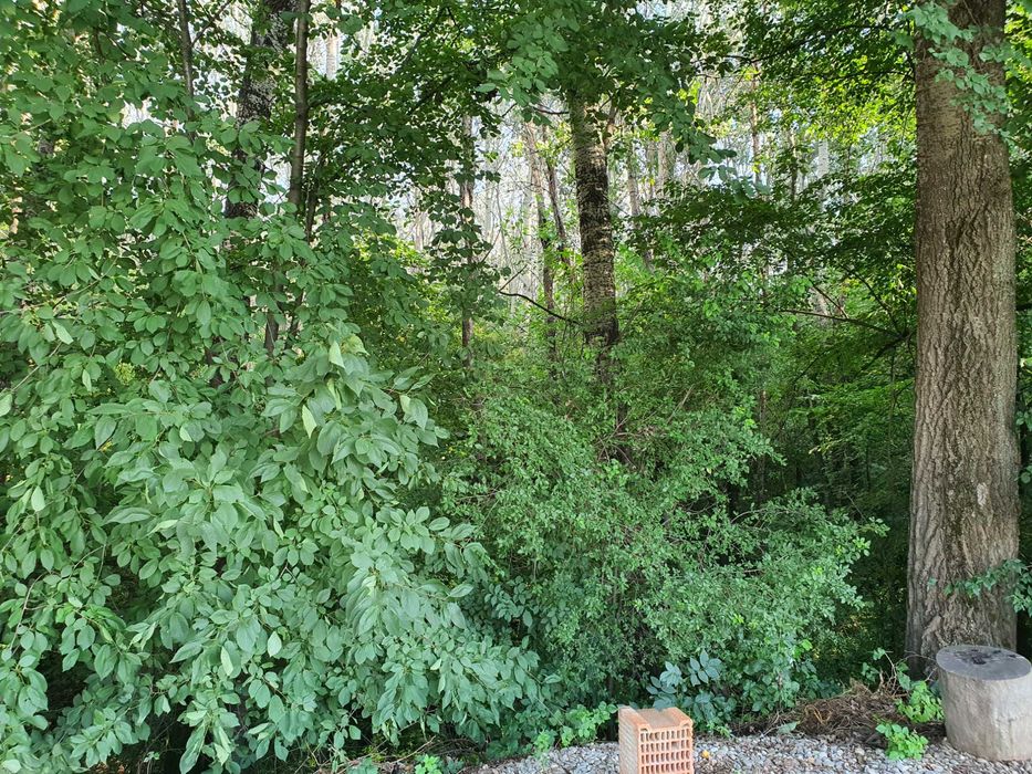 Doar 1,80 euro mp - teren extravilan, cu padure la sosea, de vanzare