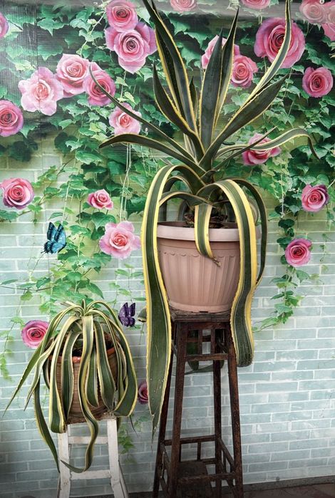 Агава американская пёстрая