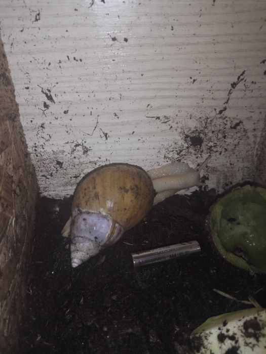 Donez melci Achatina fulica,doar Piatra Neamț ,cu ridicare personală.