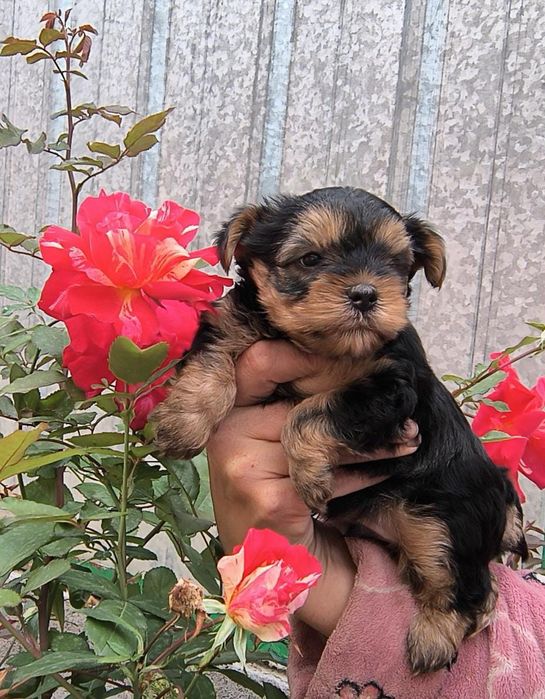 Йоркширские терьеры мальчики