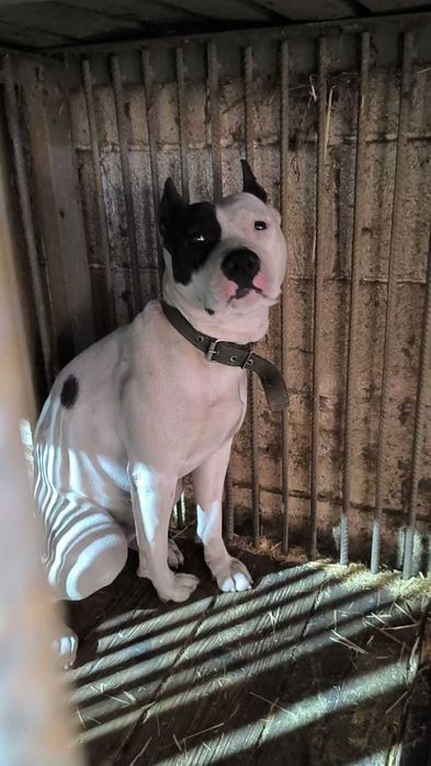 Девочка питбуль ищет новый дом