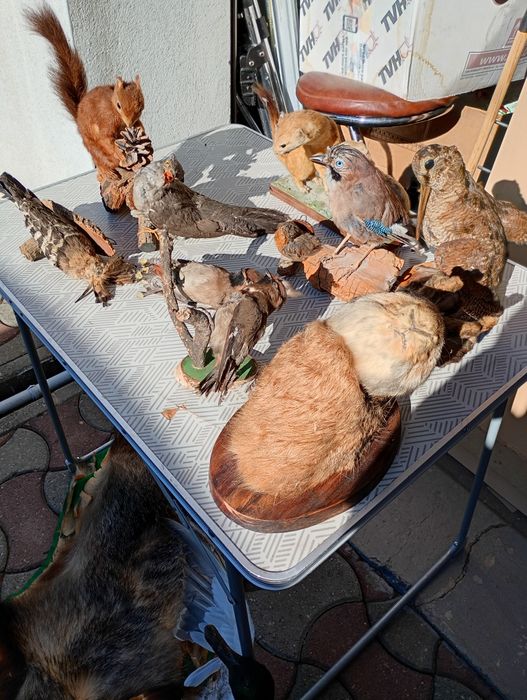 Păsări și animale împăiate