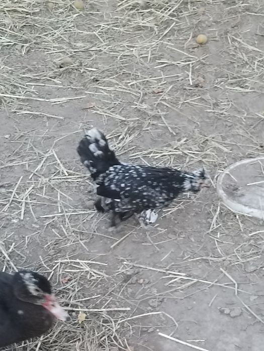 Японка тавукчалар сотилади