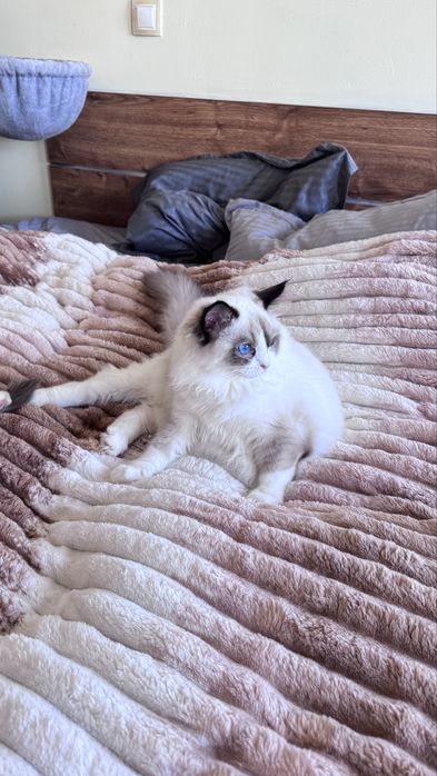 Регдол котенце търси своето семейство!