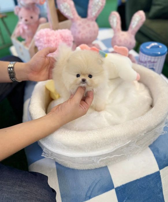 Pomeranian cu pedigree mini
