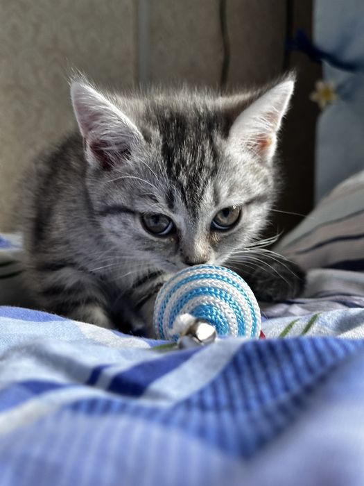 Ищете пушистого друга? Шотландские котята!