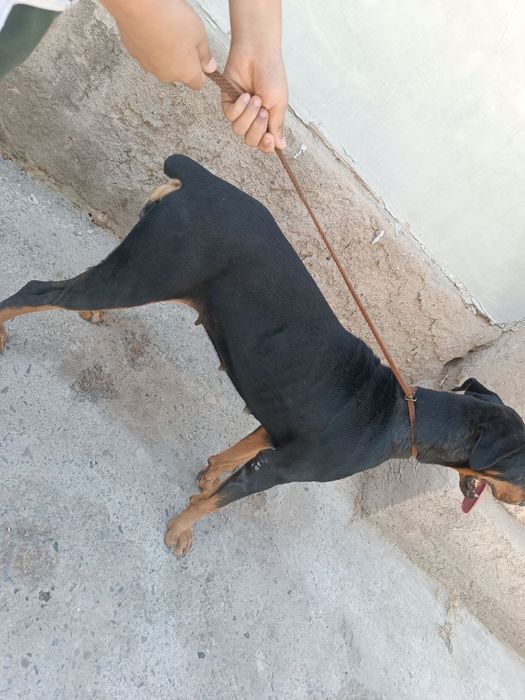 Doberman parida paslushniy sabaka