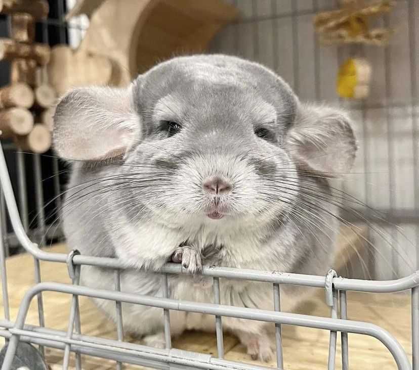 Chinchilla chincila șinsila cincila