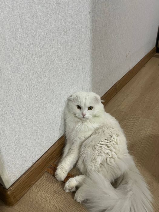 Продаётся белоснежный  кот Scottish fold longhair