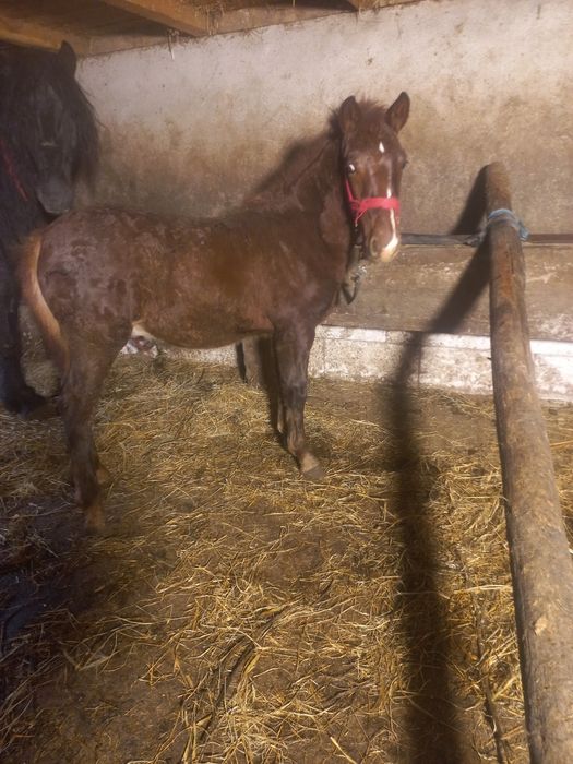 Vând cârlan de 5 luni forte frumos