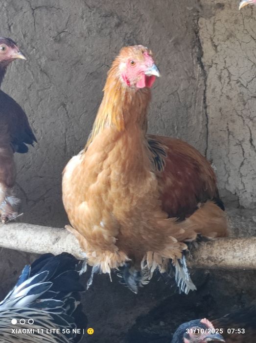 Brama xorozla sotiladi sogʻlom .donasi 200 mingdan .