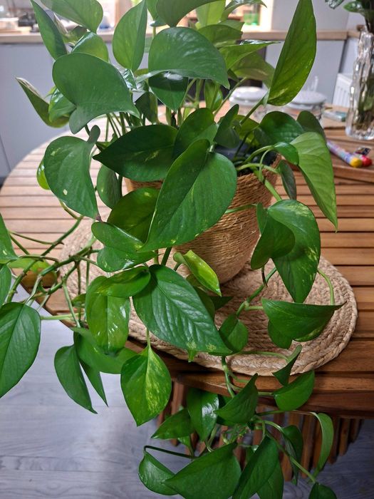 Planta naturala Phothos / Planta de interior