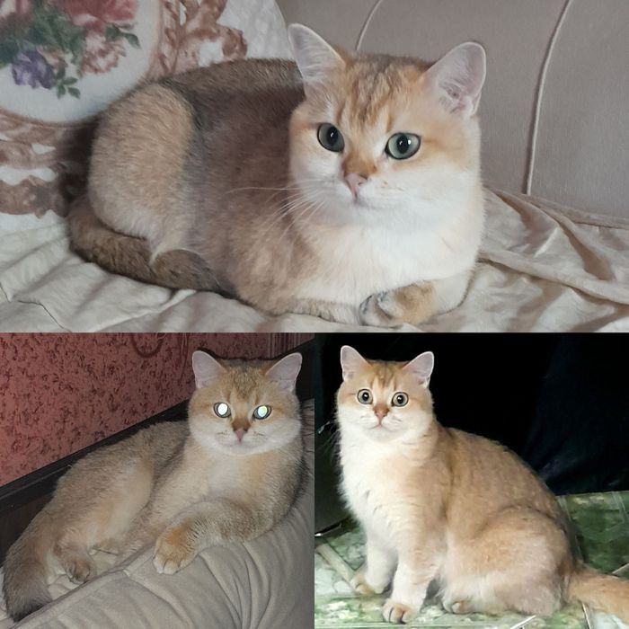 Бронь.Шикарные котята,золотая шиншилла.
