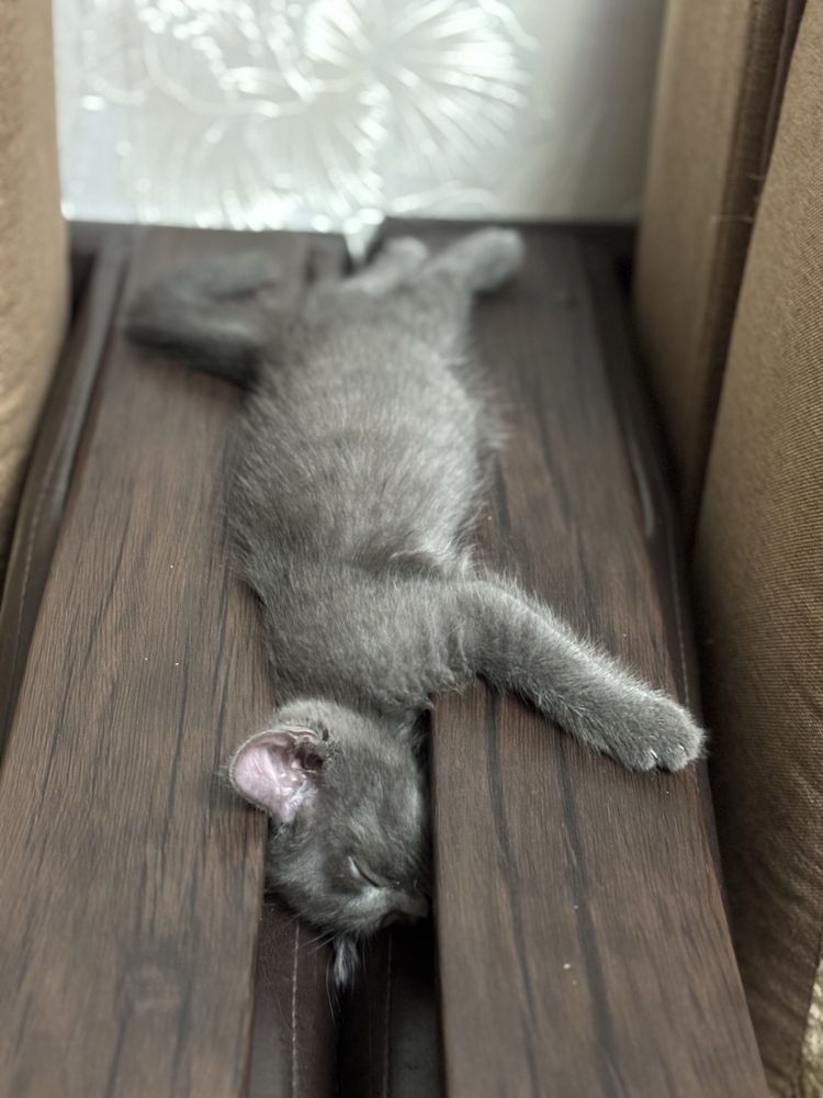 Котенок в добрые руки