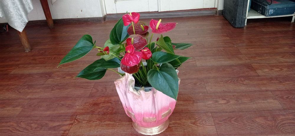 Горшки под цветы