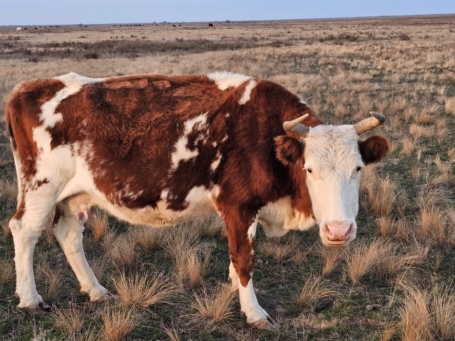 Продам корову 7 лет