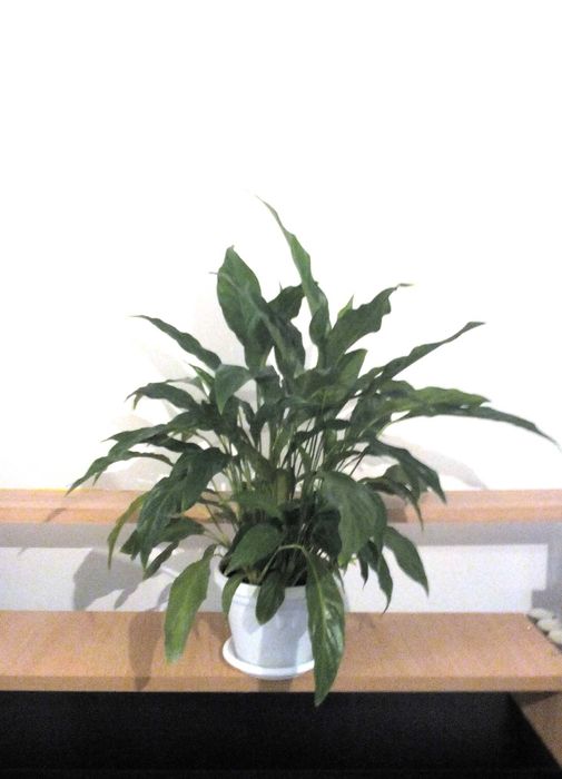 Красив голям Спатифилум / Лилия на мира + пулверизатор за листата