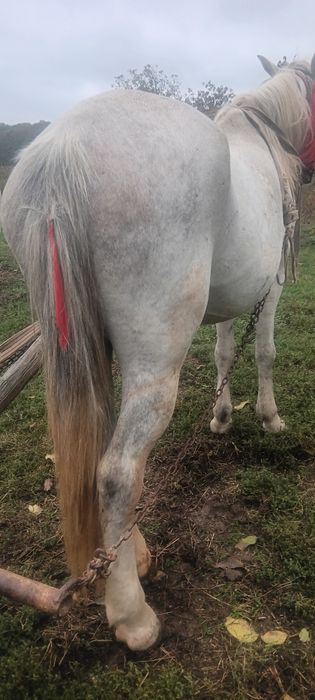 Vind urgent iapa de 5 ani foarte cuminte și blinda