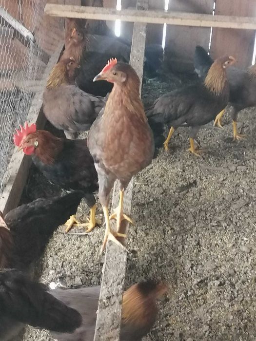 Puicute de gaini italiene potarnichii