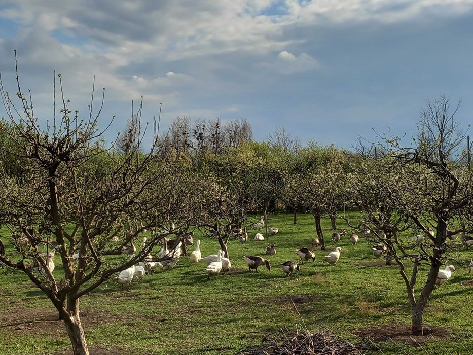 Gaste de vanzare vi sau tiate