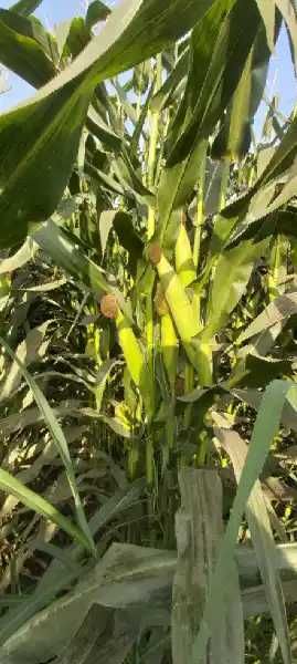 Silos uchun jo'xori sotiladi